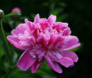 Preview wallpaper peony, flower, pink, leaves, close-up