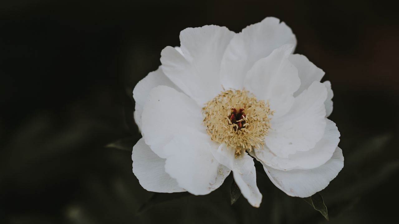 Wallpaper peony, flower, white, close-up, motion blur