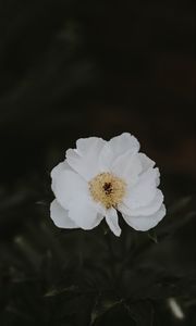 Preview wallpaper peony, flower, white, close-up, motion blur