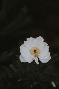 Preview wallpaper peony, flower, white, close-up, motion blur