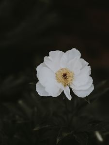 Preview wallpaper peony, flower, white, close-up, motion blur