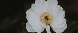 Preview wallpaper peony, flower, white, close-up, motion blur