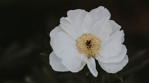 Preview wallpaper peony, flower, white, close-up, motion blur