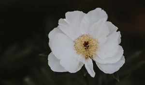 Preview wallpaper peony, flower, white, close-up, motion blur