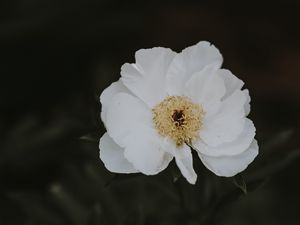 Preview wallpaper peony, flower, white, close-up, motion blur