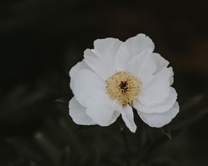 Preview wallpaper peony, flower, white, close-up, motion blur