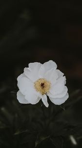 Preview wallpaper peony, flower, white, blur