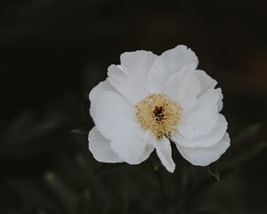 Preview wallpaper peony, flower, white, blur