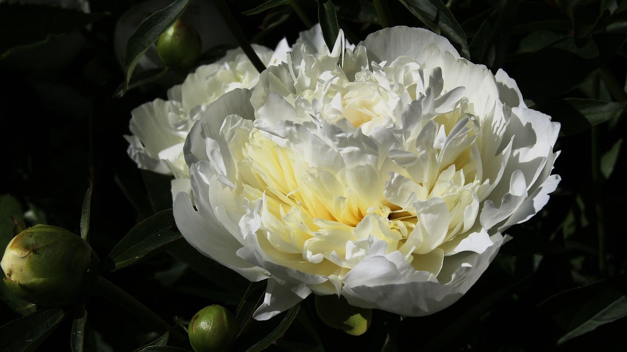 Wallpaper peony, flower, white, macro, petals