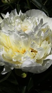 Preview wallpaper peony, flower, white, macro, petals