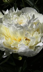 Preview wallpaper peony, flower, white, macro, petals