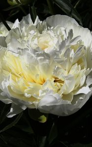 Preview wallpaper peony, flower, white, macro, petals