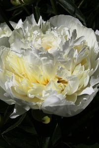 Preview wallpaper peony, flower, white, macro, petals