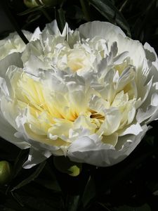 Preview wallpaper peony, flower, white, macro, petals