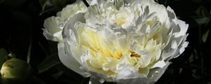 Preview wallpaper peony, flower, white, macro, petals