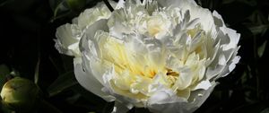 Preview wallpaper peony, flower, white, macro, petals