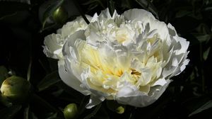 Preview wallpaper peony, flower, white, macro, petals