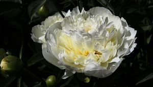 Preview wallpaper peony, flower, white, macro, petals