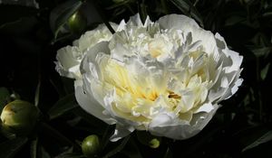 Preview wallpaper peony, flower, white, macro, petals