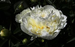 Preview wallpaper peony, flower, white, macro, petals