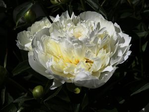 Preview wallpaper peony, flower, white, macro, petals