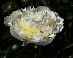 Preview wallpaper peony, flower, white, macro, petals