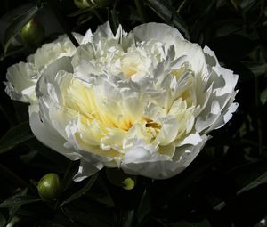 Preview wallpaper peony, flower, white, macro, petals