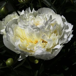 Preview wallpaper peony, flower, white, macro, petals