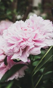 Preview wallpaper peony, flowers, bud, pink