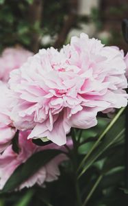 Preview wallpaper peony, flowers, bud, pink