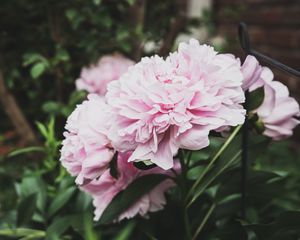 Preview wallpaper peony, flowers, bud, pink