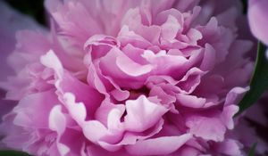 Preview wallpaper peony, flowers, plant