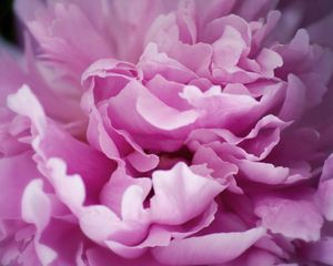 Preview wallpaper peony, flowers, plant