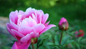 Preview wallpaper peony, petals, bud, flower, herbs, garden