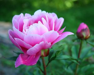 Preview wallpaper peony, petals, bud, flower, herbs, garden