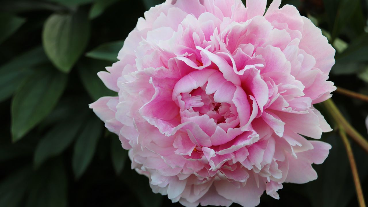 Wallpaper peony, petals, flower, macro, pink