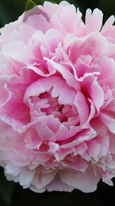 Preview wallpaper peony, petals, flower, macro, pink