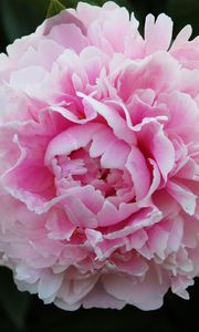 Preview wallpaper peony, petals, flower, macro, pink