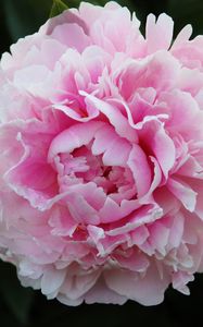 Preview wallpaper peony, petals, flower, macro, pink