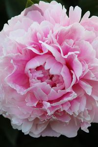 Preview wallpaper peony, petals, flower, macro, pink