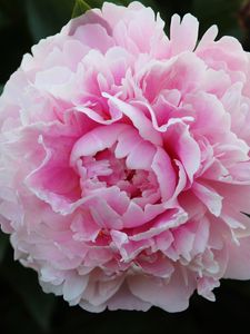 Preview wallpaper peony, petals, flower, macro, pink