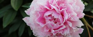 Preview wallpaper peony, petals, flower, macro, pink