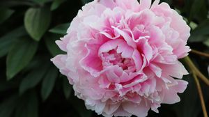 Preview wallpaper peony, petals, flower, macro, pink