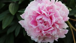 Preview wallpaper peony, petals, flower, macro, pink