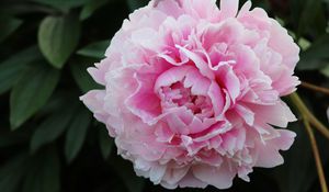 Preview wallpaper peony, petals, flower, macro, pink