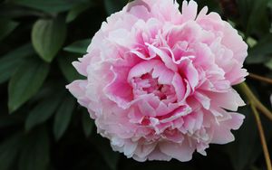 Preview wallpaper peony, petals, flower, macro, pink