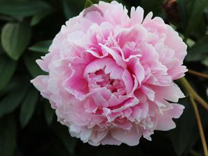 Preview wallpaper peony, petals, flower, macro, pink