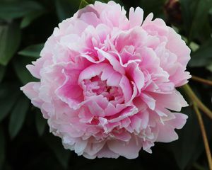 Preview wallpaper peony, petals, flower, macro, pink