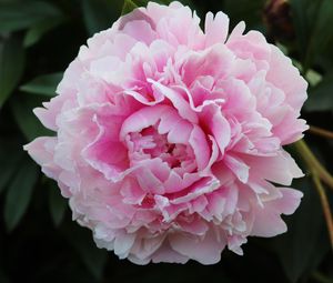 Preview wallpaper peony, petals, flower, macro, pink