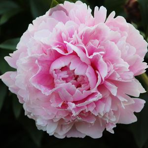 Preview wallpaper peony, petals, flower, macro, pink